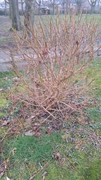 Forsythia struik te koop, Ophalen of Verzenden, Overige soorten, Struik, 100 tot 250 cm
