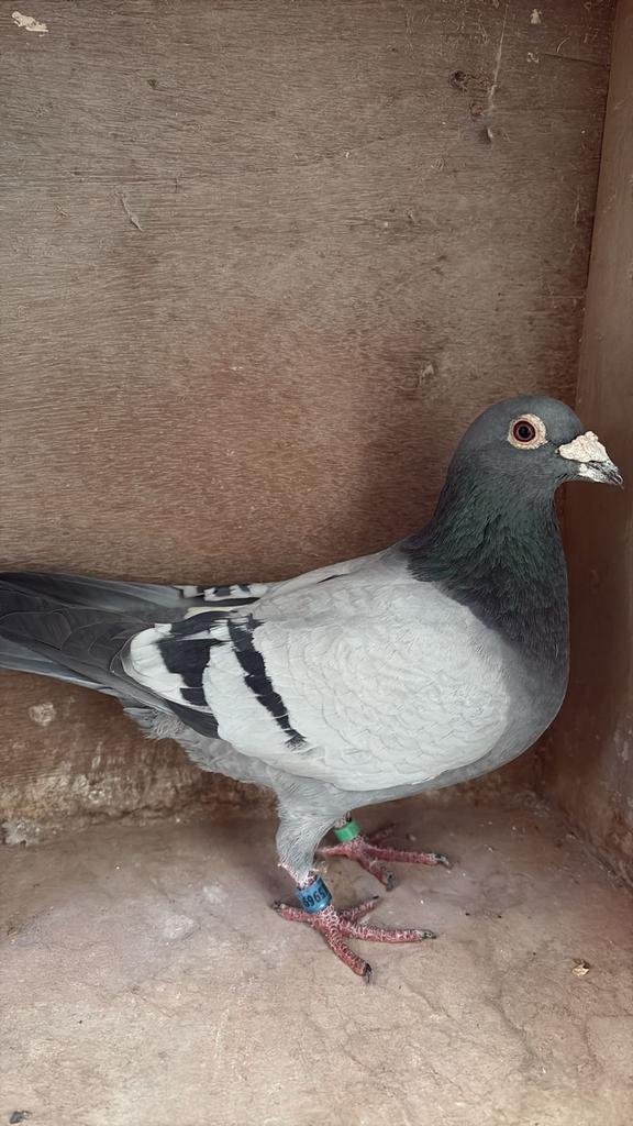 100% Team Feike Wilpstra., Dieren en Toebehoren, Vogels | Overige Vogels, Mannelijk