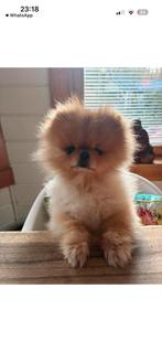 Honden pension voor kleine honden.