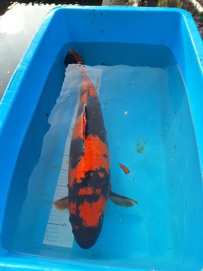 Te koop prachtige koi karpers, Dieren en Toebehoren, Karper of Koi