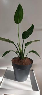 Strelitzia Reginae - Paradijsvogelbloem, Volle zon, Vaste plant, Zomer, Ophalen