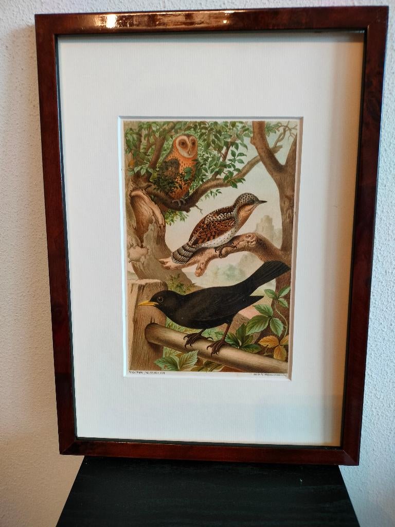 Chromolitho Litho A. Haase Praag Vogels Vogel Birds 1888, Ophalen of Verzenden