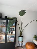 Kamperplant Strelitzia Nicolai, Groene kamerplant, Ophalen of Verzenden, Halfschaduw, 150 tot 200 cm