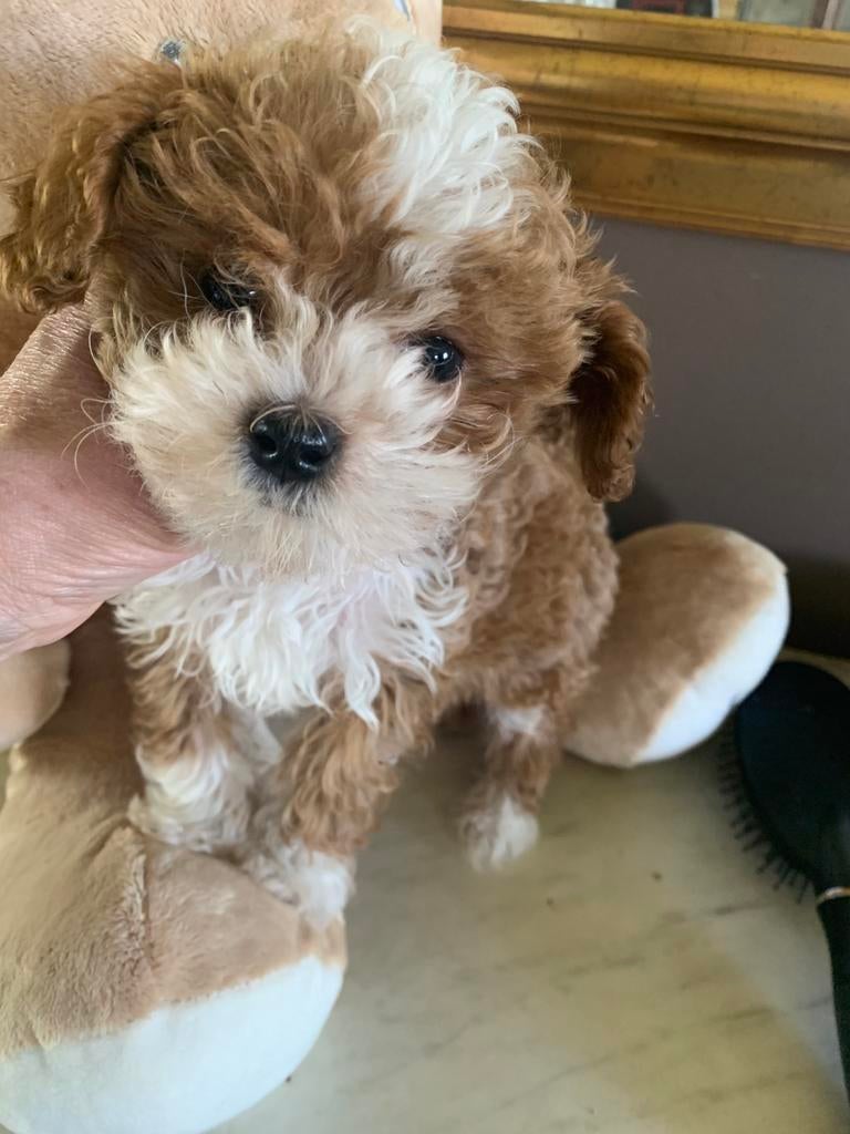 Schitterende  Maltipoo ( Maltezer X Toypoedel), Parvo, 8 tot 15 weken, Eén hond, Nederland