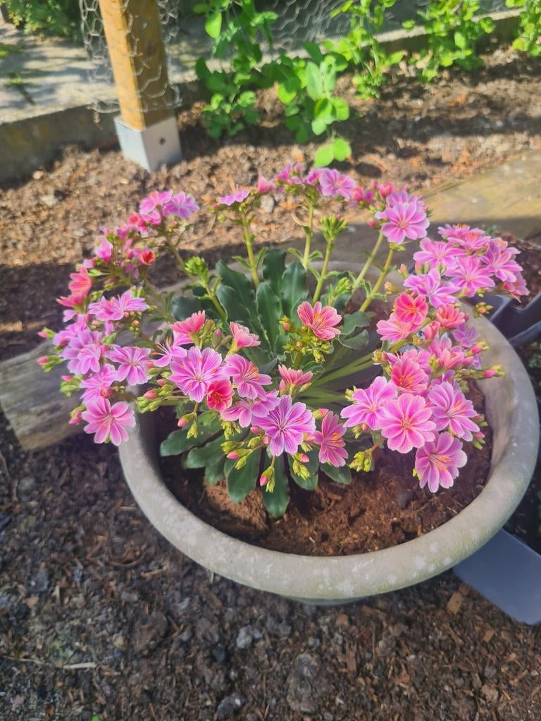 Bitterkruid € 3,00, Ophalen, Overige soorten, Volle zon