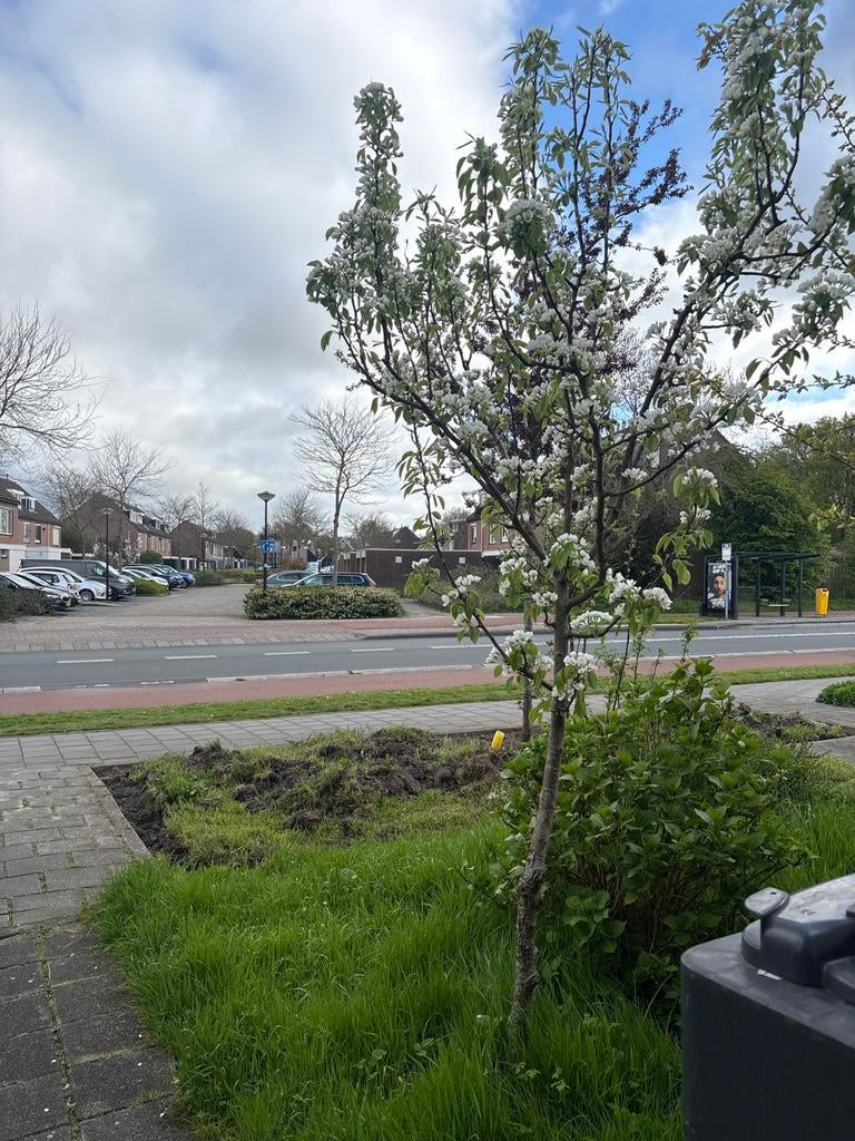 Perenboom van 3 meter hoog, Tuin en Terras, Planten | Bomen, Volle zon, Lente, 250 tot 400 cm, Overige soorten