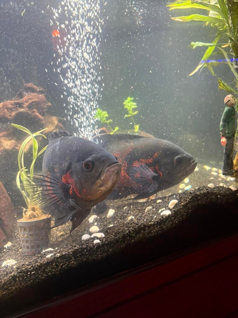 mooie pauwoog vissen, Dieren en Toebehoren, Vis