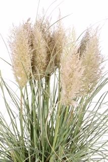 Cortaderia selloana , Pampasgras, Ophalen, Vaste plant, Siergrassen, Halfschaduw