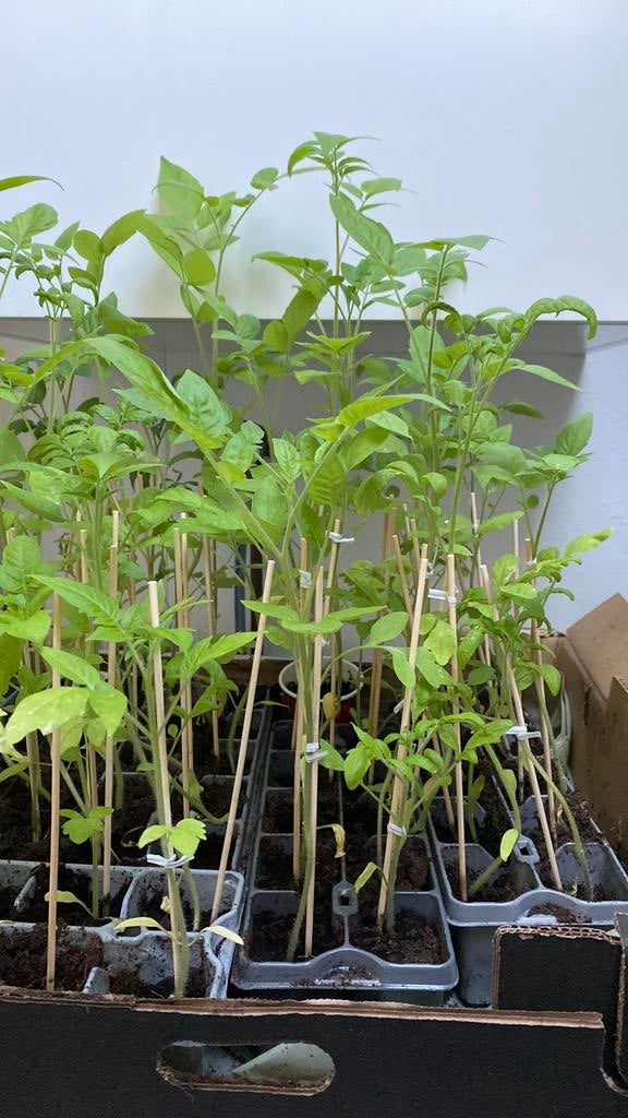 Cherry tomatenplantjes, Ophalen, Eenjarig, Groenteplanten, Volle zon