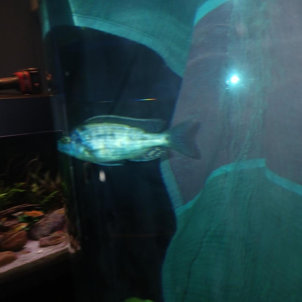 Malawi cicliden gezocht soort lethrinops., Ophalen