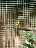 Zwartkopzijs man, Dieren en Toebehoren, Mannelijk