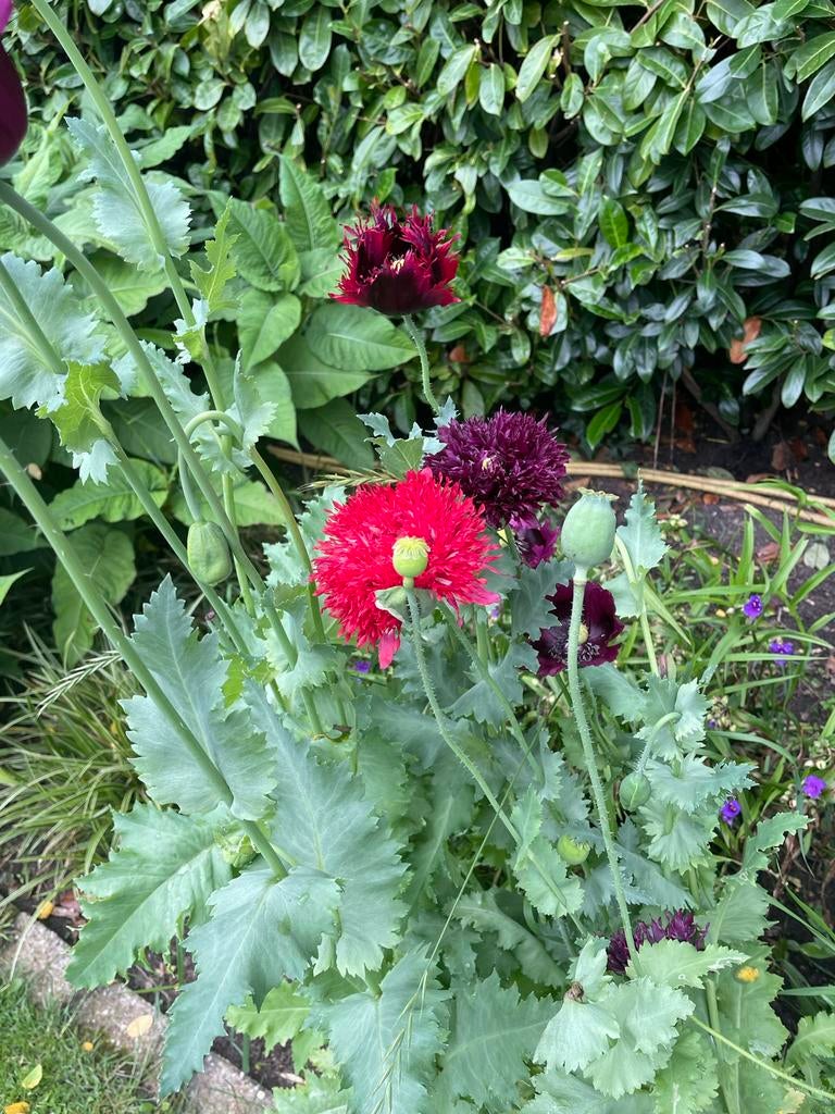 Slaapbol papaver somniferum paeony flowered klaproos zaden, Ophalen of Verzenden, Voorjaar, Volle zon, Zaad
