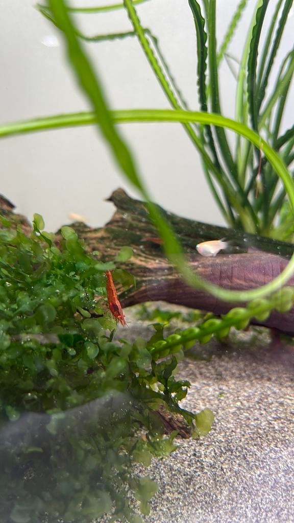 Uitgeselecteerde garnalen 20 stuks, Kreeft, Krab of Garnaal, Zoetwatervis