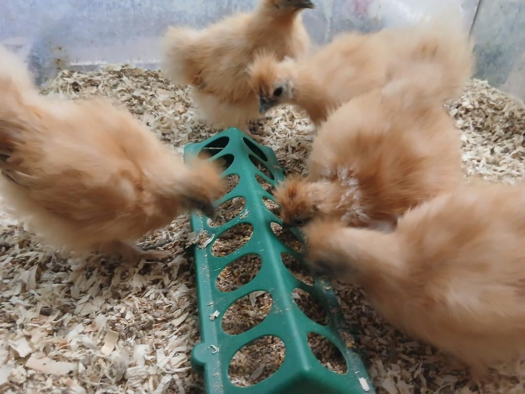 Zijdehoender krielen, Dieren en Toebehoren, Pluimvee, Meerdere dieren, Kip