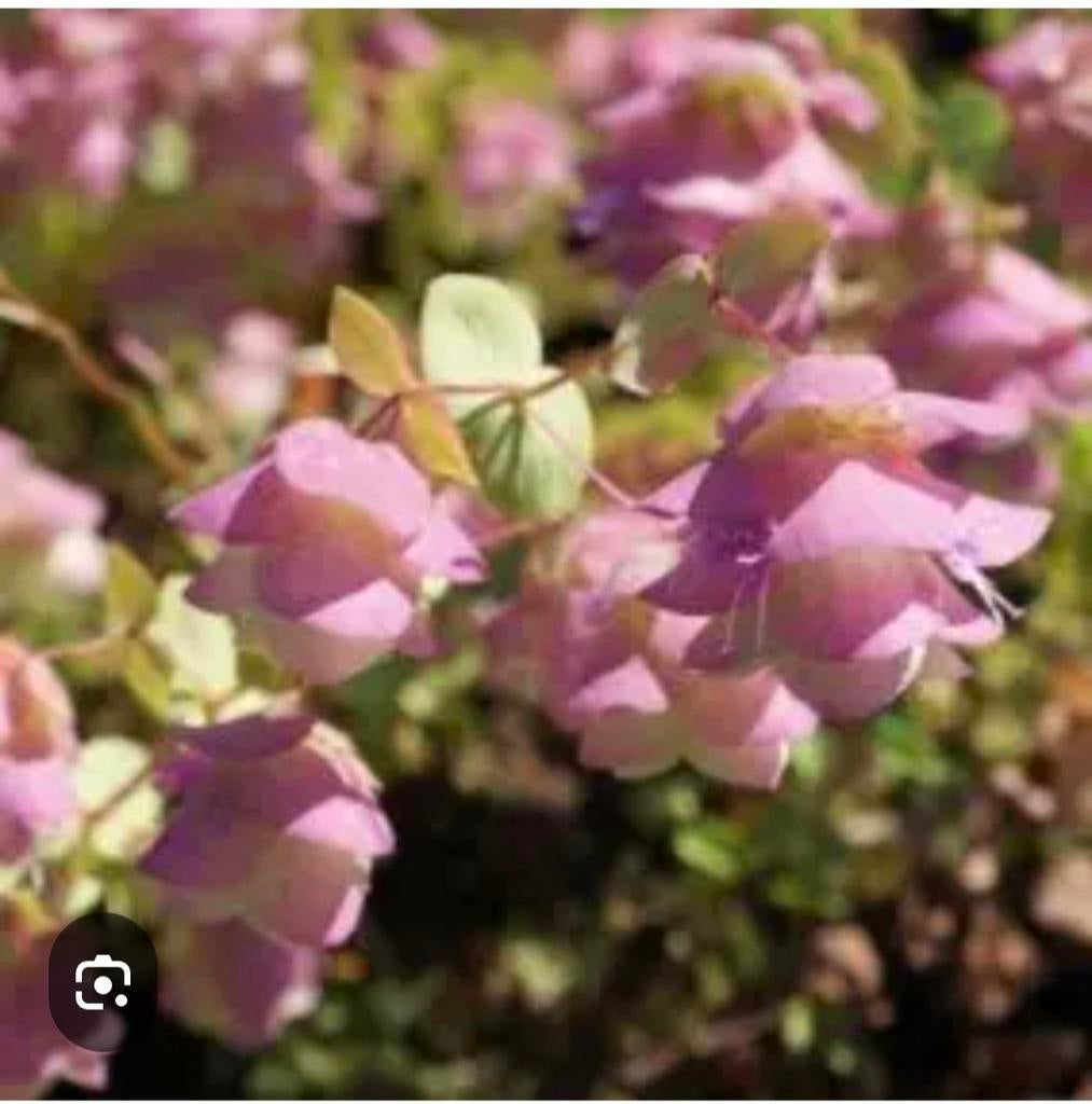 Vaste planten, Ophalen, Overige soorten, Halfschaduw