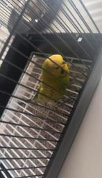 parkiet vogel, Mannelijk, Parkiet