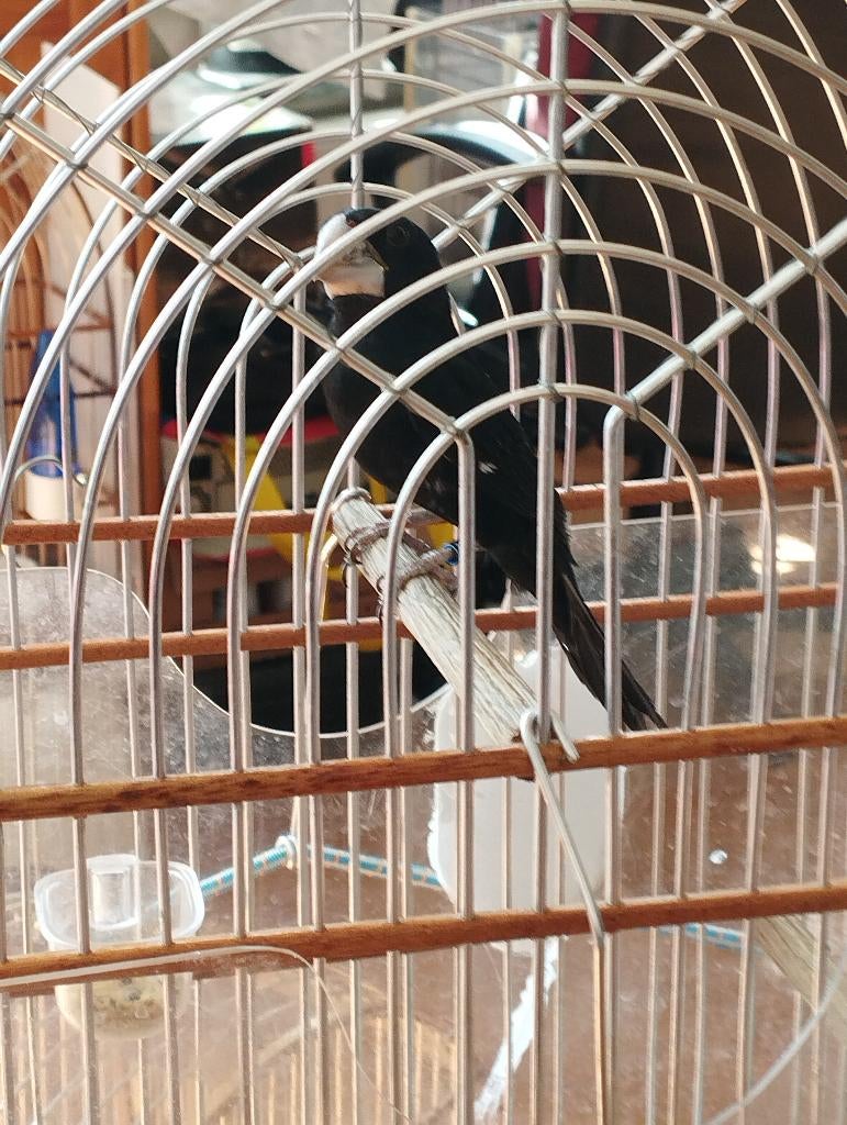 TwaTwa, Dieren en Toebehoren, Vogels | Overige Vogels, Mannelijk, Tropenvogel, Geringd