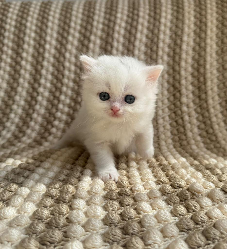 Prachtige Raszuivere Britse Korthaar Kittens + Kittenpakket!, Meerdere dieren, Ontwormd, 0 tot 2 jaar