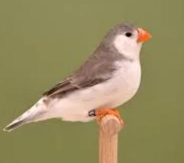 gezocht zebra vink witborst pop, Dieren en Toebehoren, Vogels | Overige Vogels, Vrouwelijk