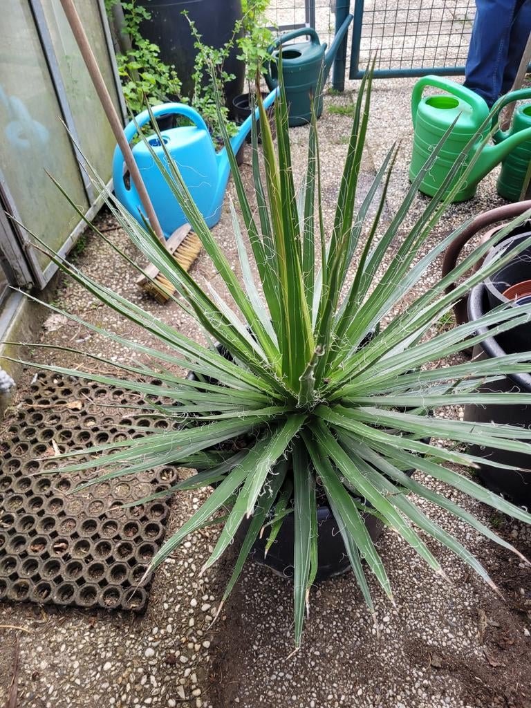 Agave multi Filifera, Tuin en Terras, Planten | Tuinplanten, Ophalen, Bloeit niet, Overige soorten, Volle zon