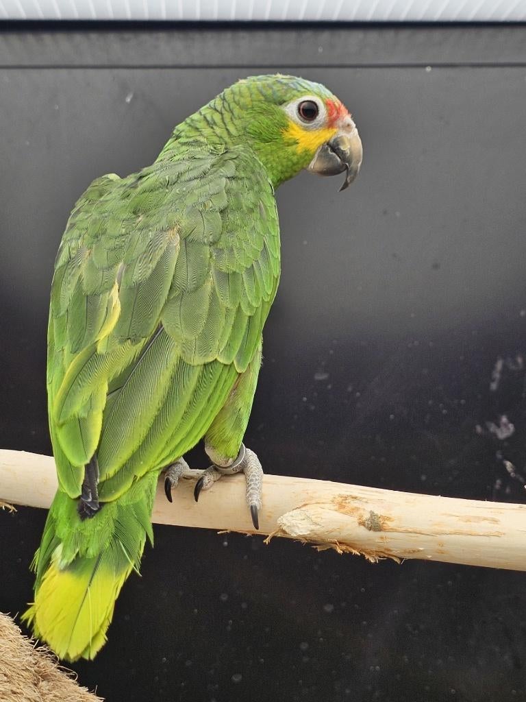 Geelwang Amazone | Halftam | 2025, Dieren en Toebehoren, Vogels | Parkieten en Papegaaien, Vrouwelijk, Papegaai, Geringd