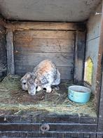 Hollandse dwerg hangoor, Dieren en Toebehoren, Konijnen, Mannelijk, Dwerg, Hangoor