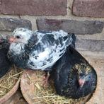 Jonge postduiven/scherens vangramberen, Geslacht onbekend, Postduif