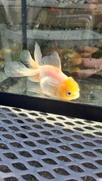 Oranda goudvis, Vis