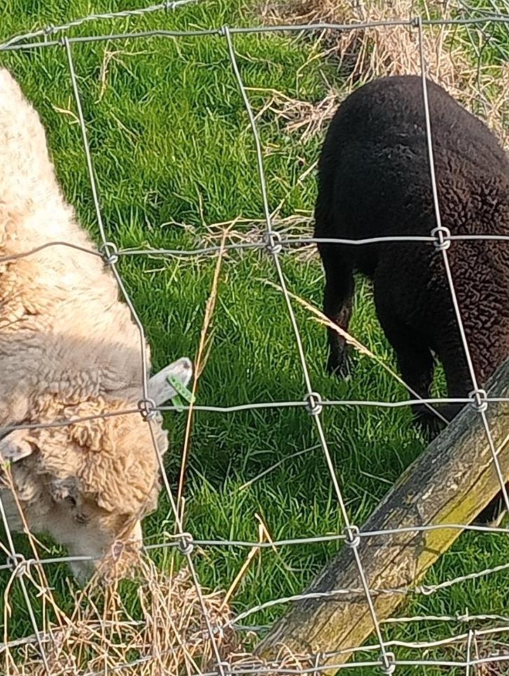 Schapen te koop, Dieren en Toebehoren, Schapen, Geiten en Varkens, Schaap, Vrouwelijk