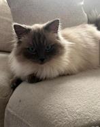 Ragdol Dekkater (Niet te koop) (not for sale), Kater