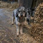 Middel merle poedel en F1 merle labradoodle ter Dekking, Reu, Parvo, Meerdere, 3 tot 5 jaar