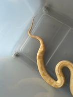 Korenslang te koop, Slang