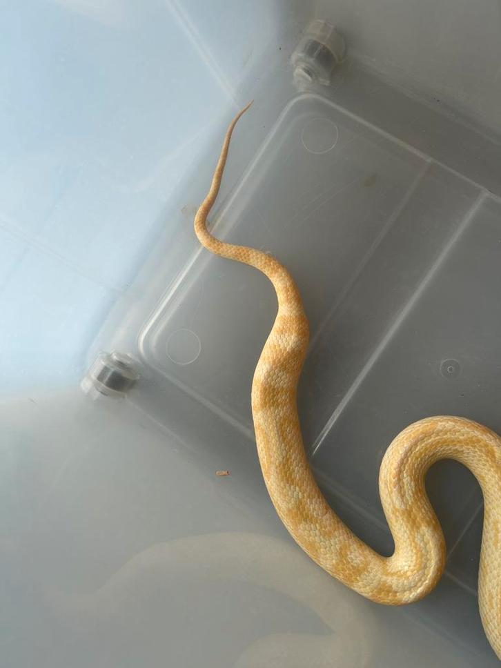 Korenslang te koop Corn Snake - female for sale from Meens