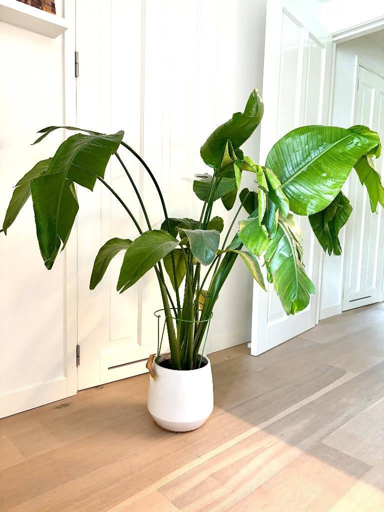 Strelitzia Nicolai (120cm), Ophalen, Halfschaduw, 100 tot 150 cm