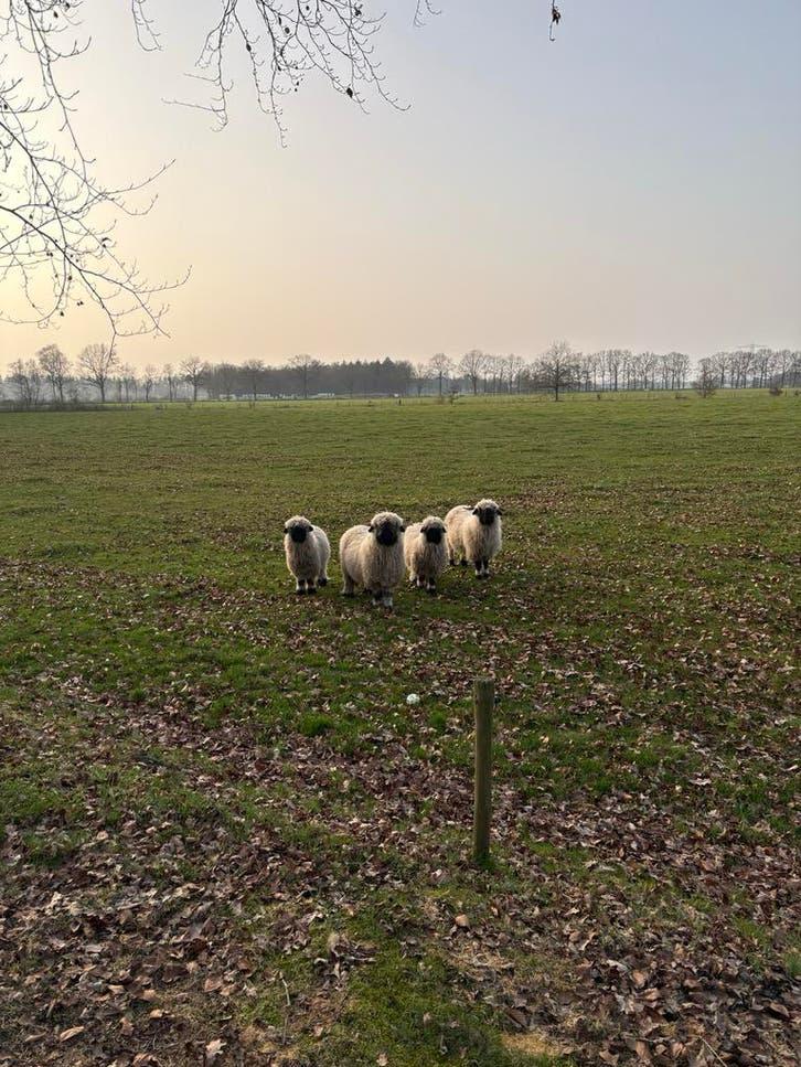 2 Walliser schwarznase ooien, Vrouwelijk, Schaap