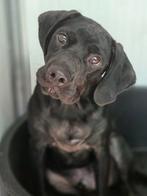 ACE: Bean houdt van een rustige omgeving, Dieren en Toebehoren, Particulier, Reu, 1 tot 2 jaar, Buitenland