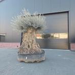 Olea Europaea rustico olijfbomen, Tuin en Terras, Ophalen, Volle zon