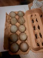 Loopeend eieren, Dieren en Toebehoren, Geslacht onbekend, Eend