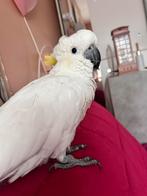 Kaketoemeisje, geelkuifkaketoe, grote papegaai, Vrouwelijk, Papegaai, Tam