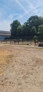 Pensionstalling, Weidegang