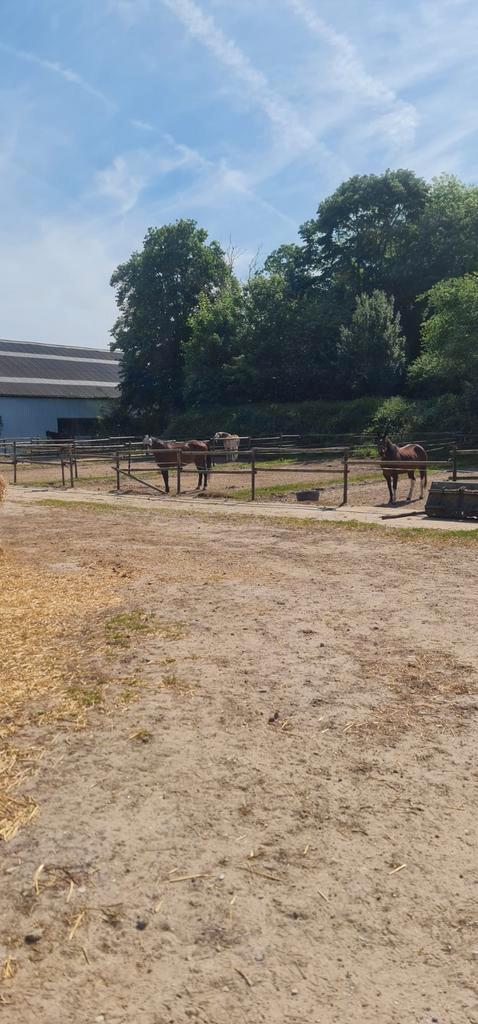 Pensionstalling, Dieren en Toebehoren, Stalling en Weidegang, Stalling, Weidegang