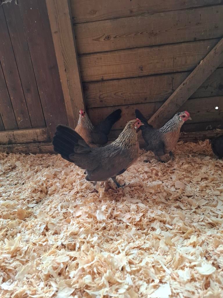 Hollandse kriel hennen in verschillende kleuren, Vrouwelijk, Kip