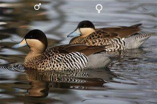 Versicolortaling | Mooie broedkoppels | Passend advies, Dieren en Toebehoren, Pluimvee, Eend, Meerdere dieren