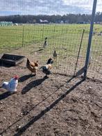 Brahma kippen, Meerdere dieren, Kip