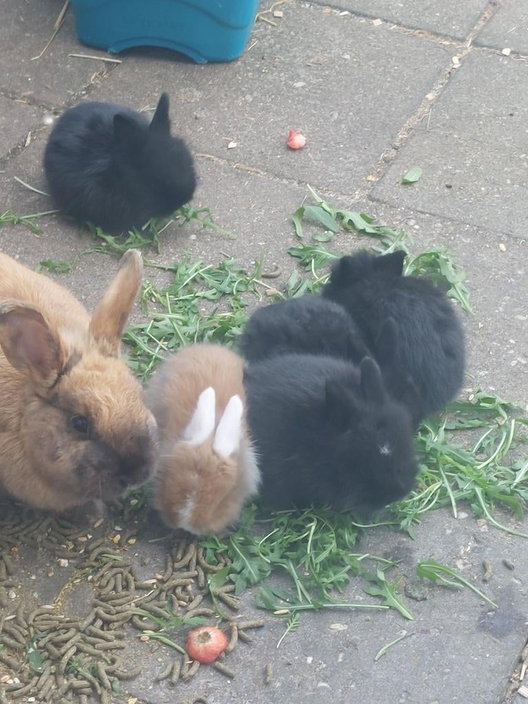 Lieve konijntjes, Dieren en Toebehoren, Knaagdieren, Maart