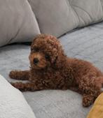 Toypoedel pup/toy poedel, Poedel, 8 tot 15 weken, Teef, Parvo