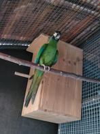 Geelnek ara, Primolius Ouricollis, Mannelijk, Papegaai, Geringd