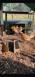 Friese hoen kippen te koop, Dieren en Toebehoren, Vrouwelijk, Kip