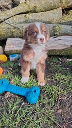 Speelse australian Shepherd pups, Parvo, Nederland, 8 tot 15 weken, Meerdere