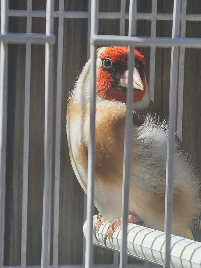 Majoor putter, Dieren en Toebehoren, Vogels | Overige Vogels, Mannelijk, Wildzangvogel